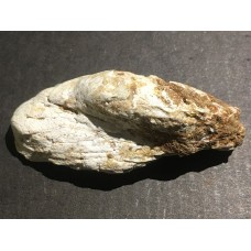Kost dinosaura